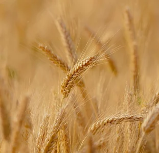 Agriculture
